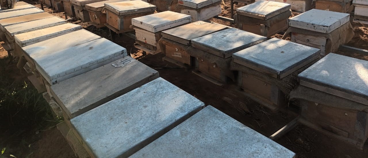 دورة أساسيات النحاله الحديثة  من 1-2-2026 الى 5-2-2026